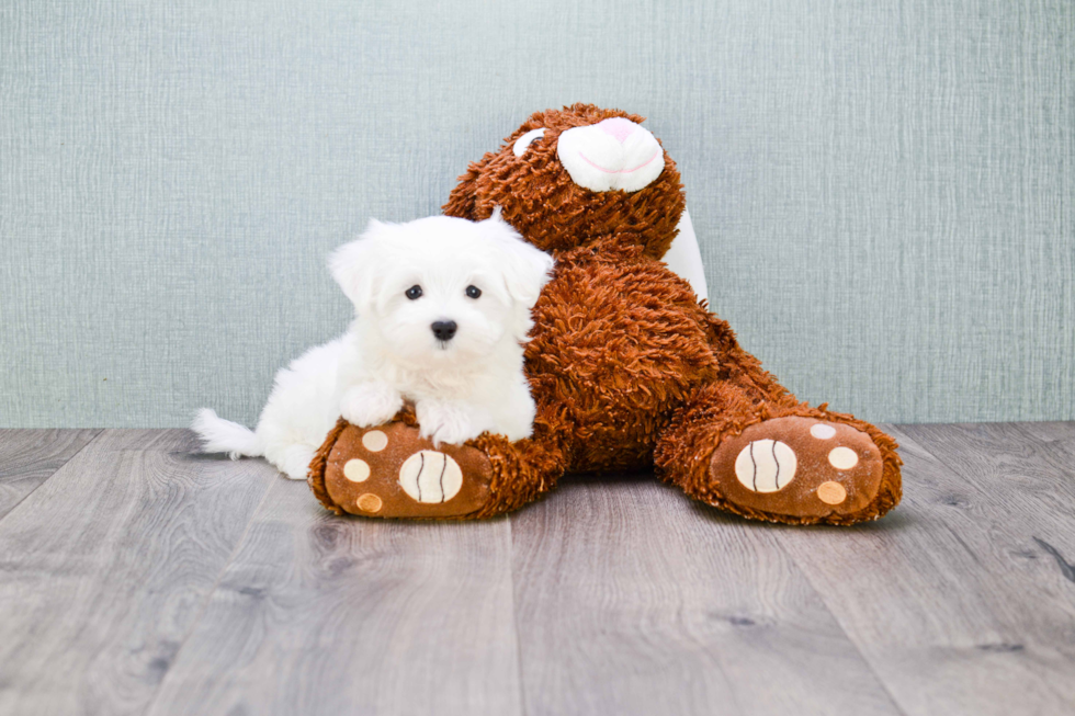 Maltese Pup Being Cute