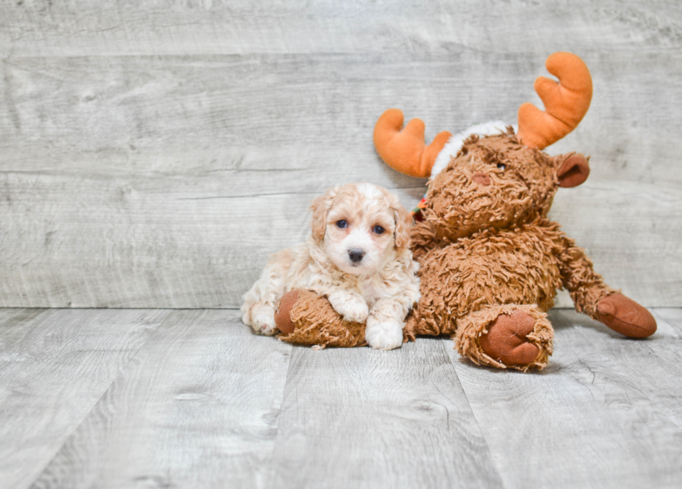 Maltipoo Puppy for Adoption