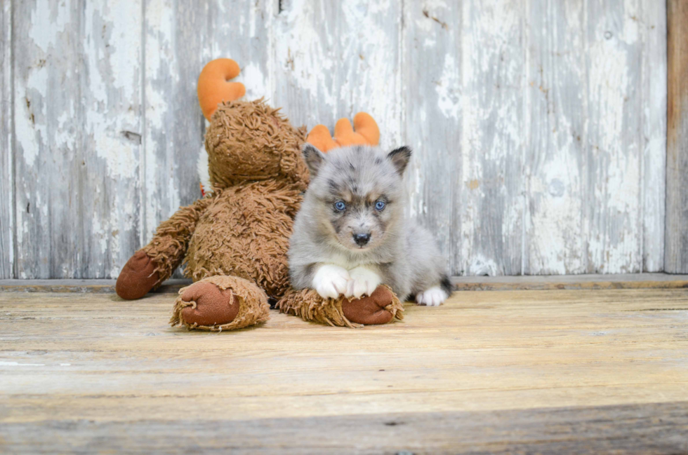 Pomsky Pup Being Cute