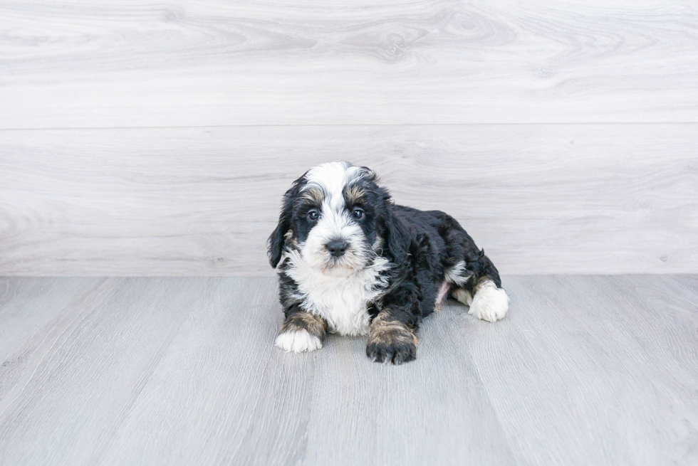 Friendly Mini Bernedoodle Baby