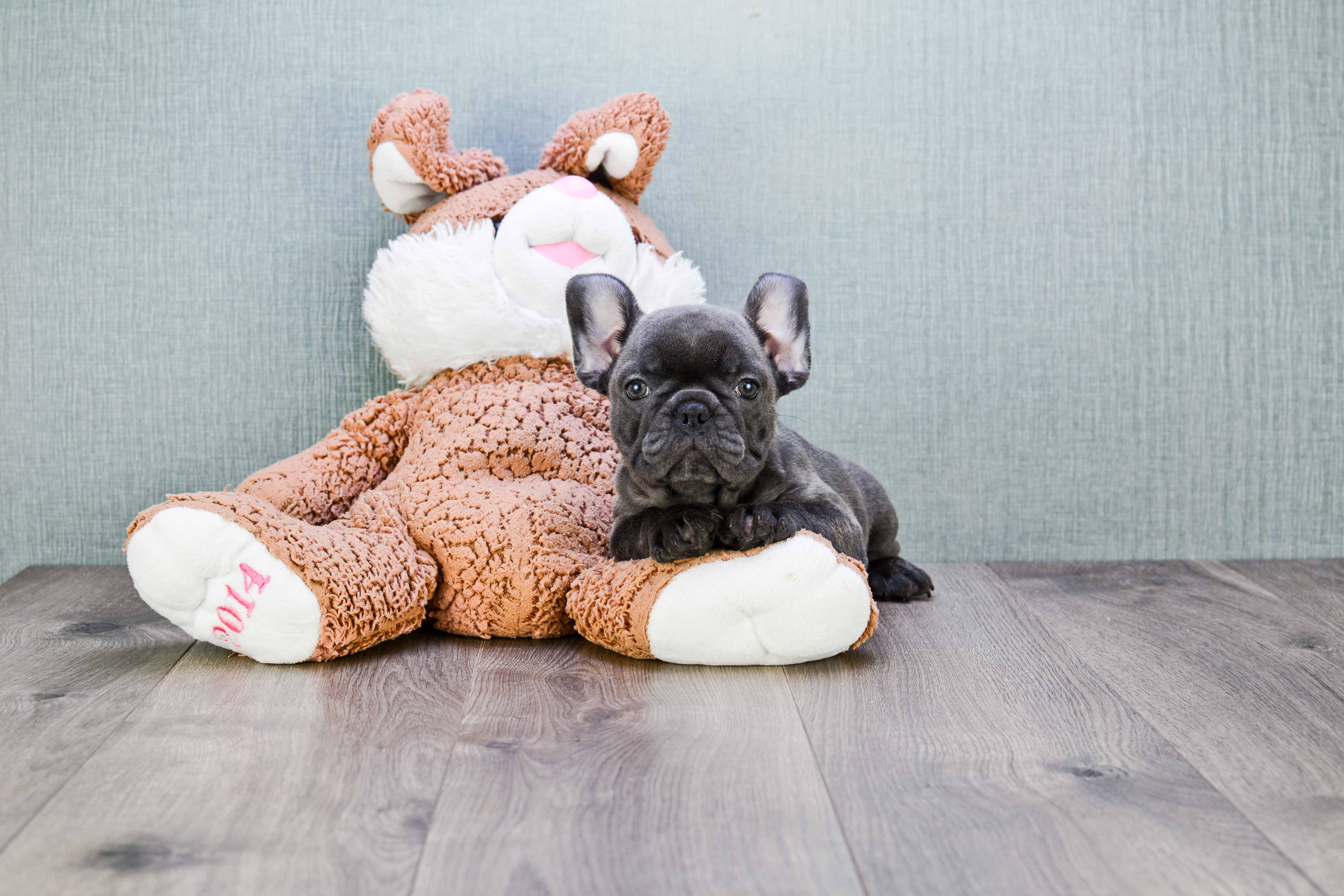 Popular French Bulldog Baby