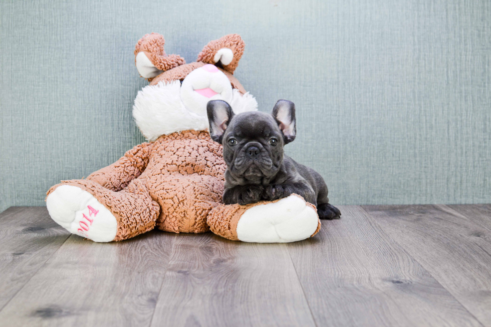 Popular French Bulldog Baby