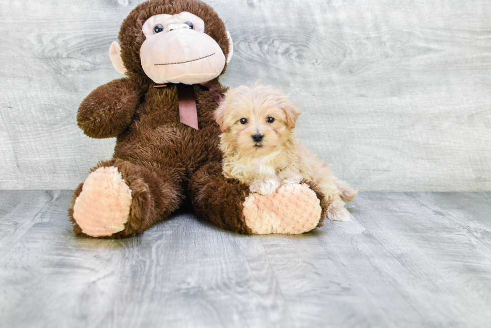 Small Maltipoo Baby