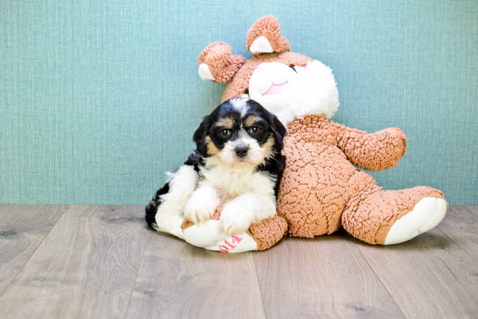 Cavachon Puppy for Adoption