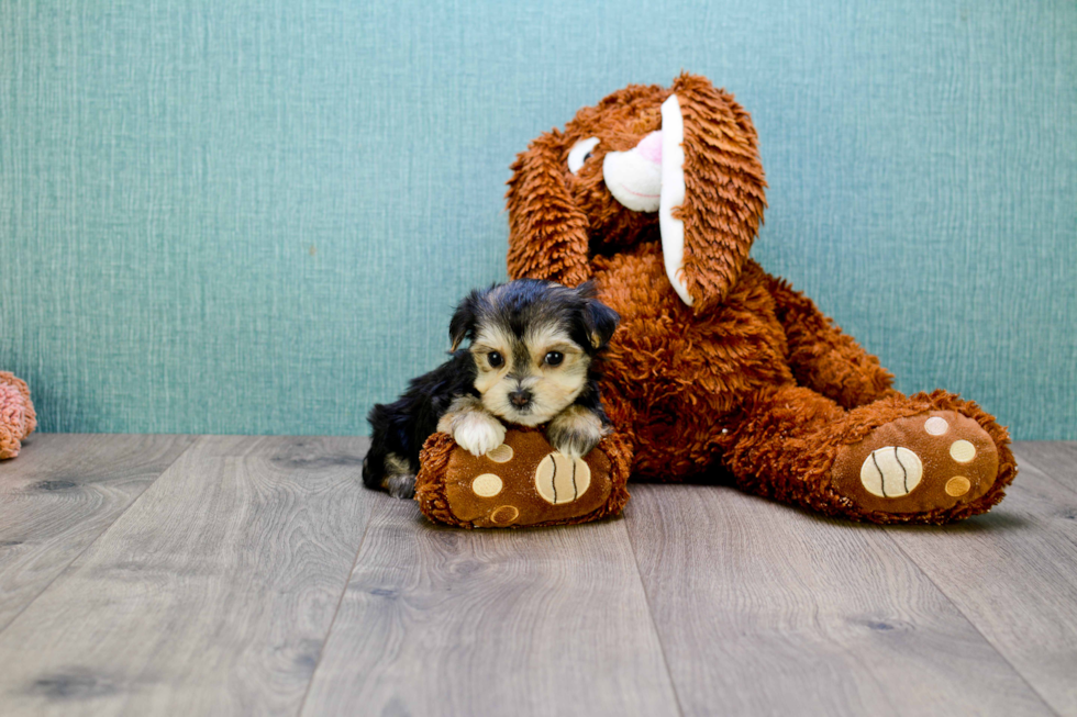 Playful Yorkie Designer Puppy