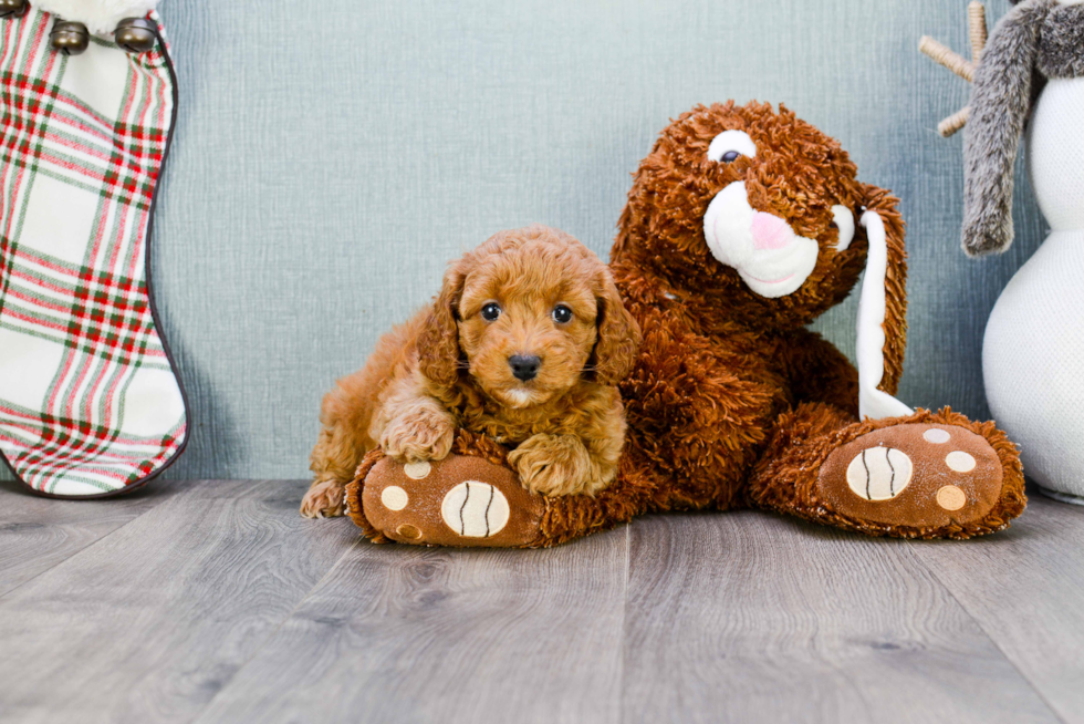 Happy Mini Goldendoodle Baby