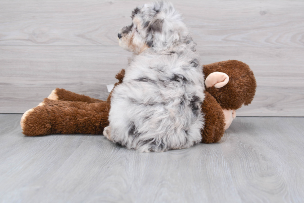 Mini Aussiedoodle Pup Being Cute