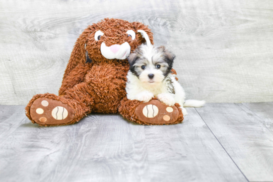 Funny Havanese Baby