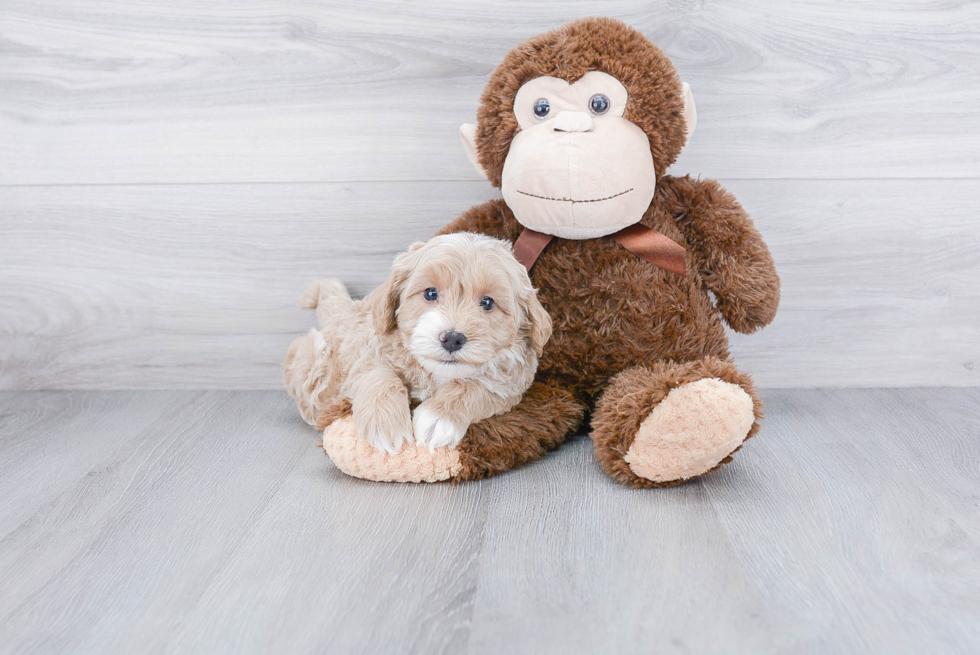 Best Cavapoo Baby