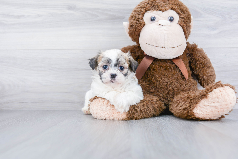 Happy Teddy Bear Baby