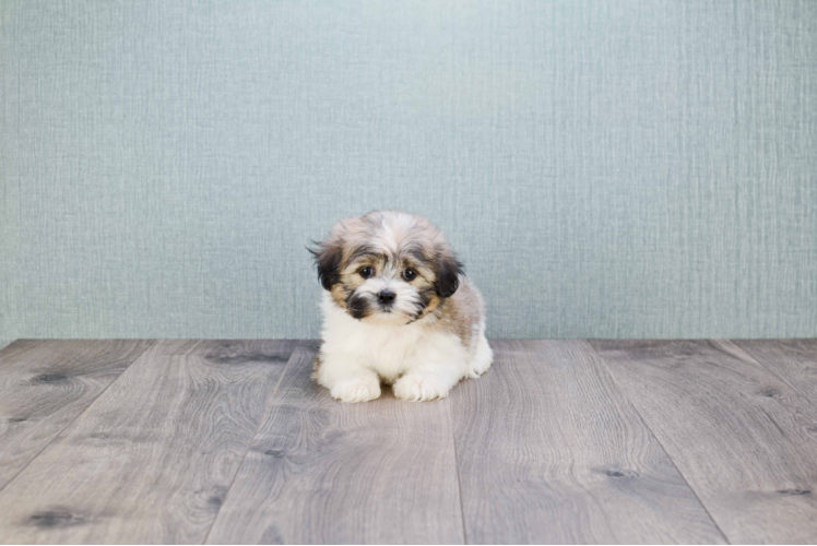 Little Shichon Designer Puppy