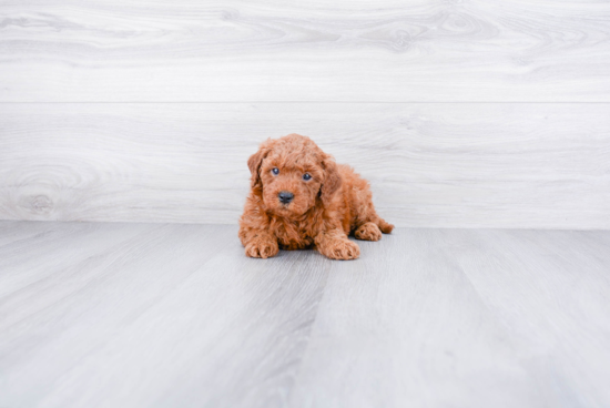 Mini Goldendoodle Pup Being Cute