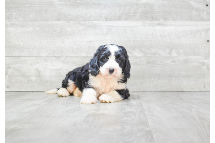 Mini Bernedoodle Pup Being Cute