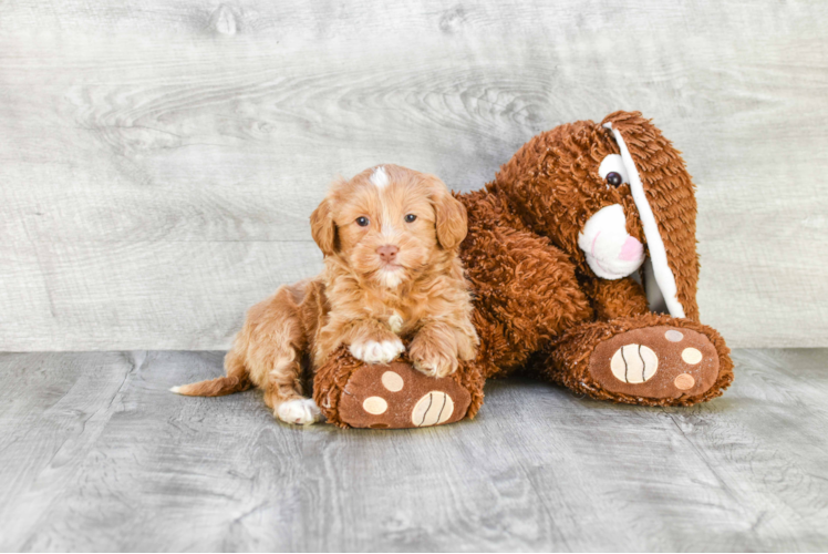 Petite Mini Goldendoodle Poodle Mix Pup