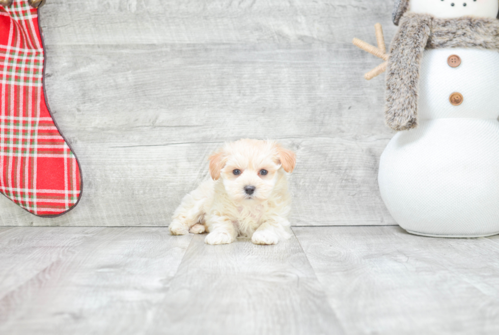 Maltipoo Pup Being Cute