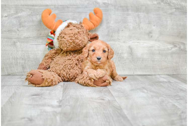 Adorable Cavoodle Poodle Mix Puppy