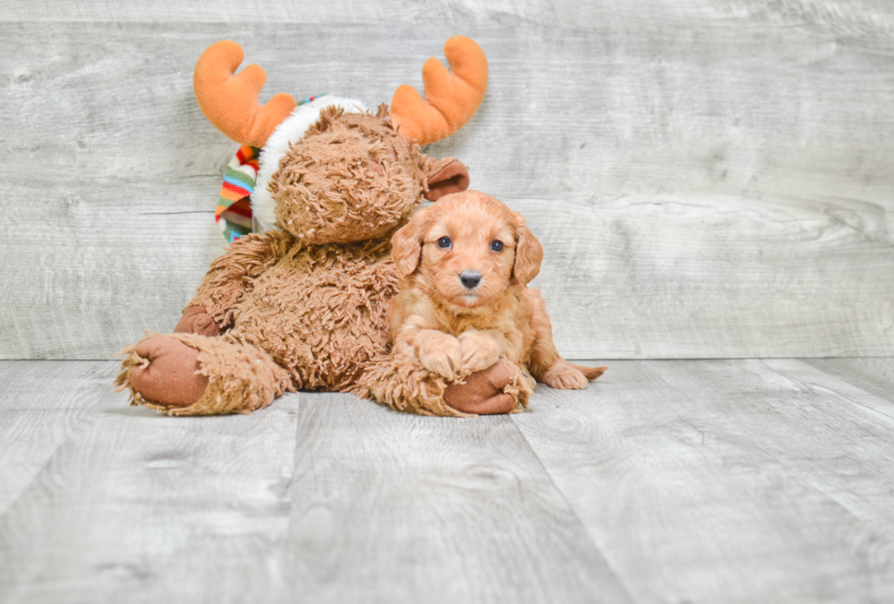 Adorable Cavoodle Poodle Mix Puppy