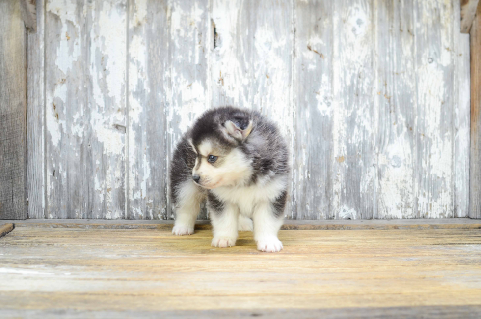 Adorable Mini Husky Designer Puppy