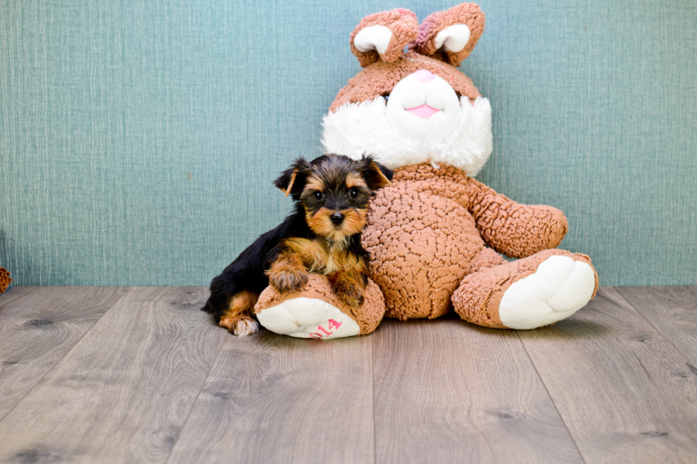 Meet Rebecca - our Yorkshire Terrier Puppy Photo 