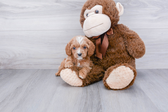 Happy Cavapoo Baby