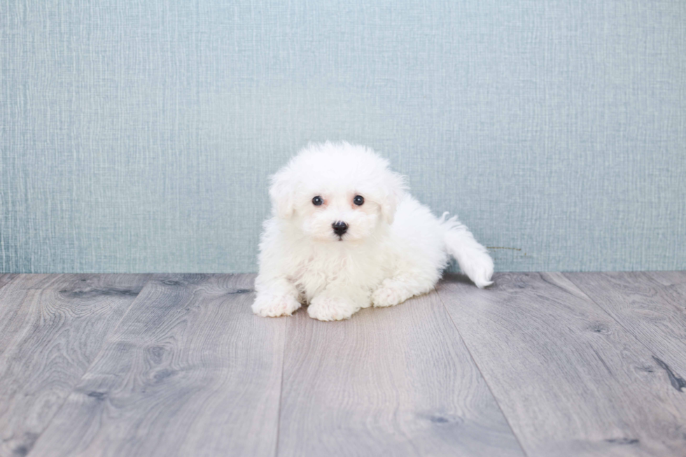 Popular Bichon Frise Purebred Pup