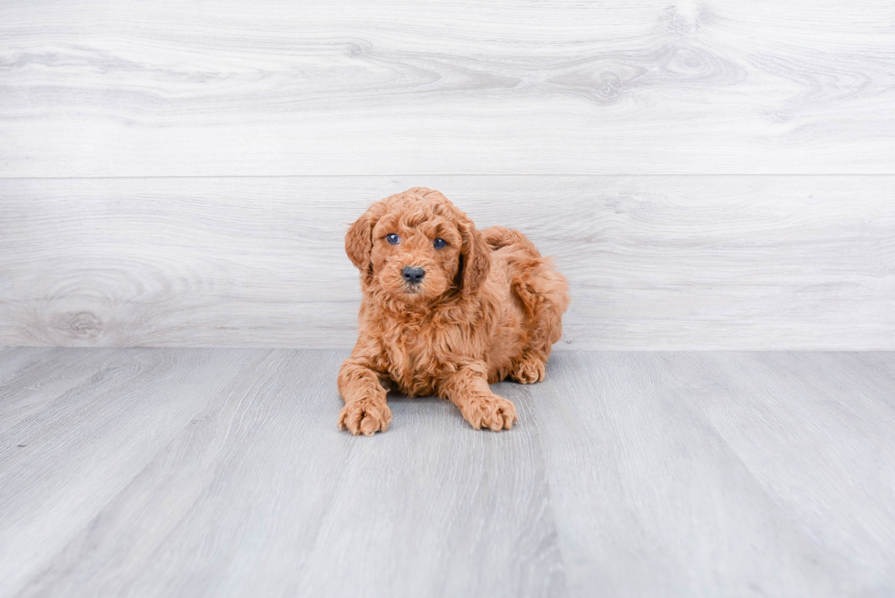 Mini Goldendoodle Puppy for Adoption