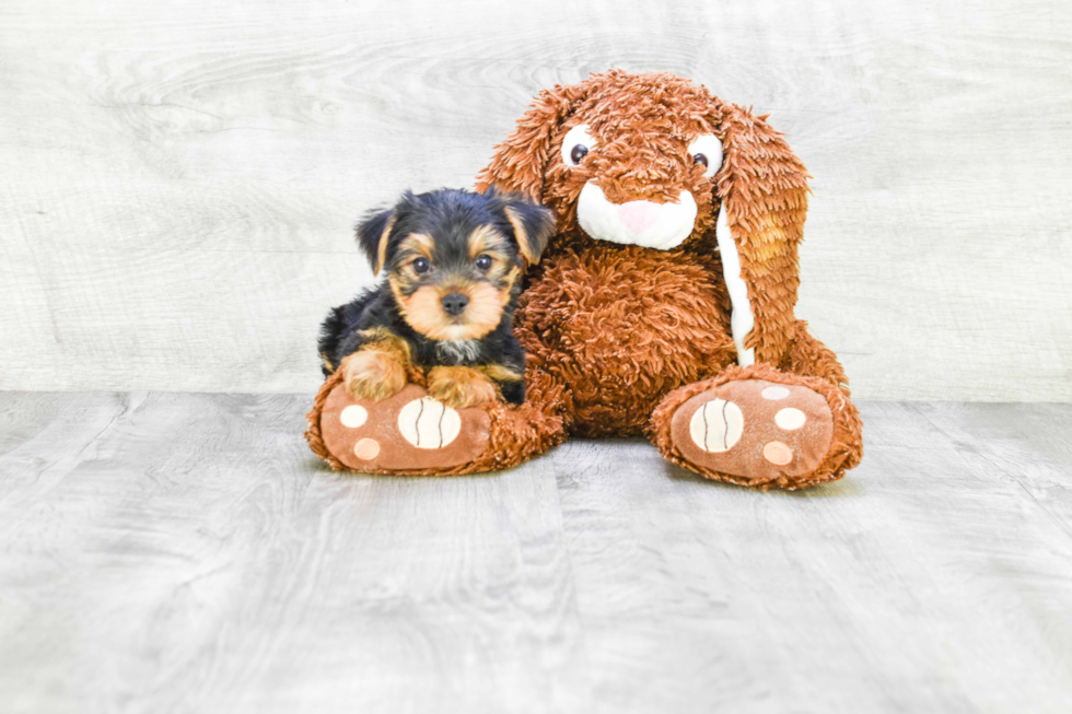 Meet Steven - our Yorkshire Terrier Puppy Photo 