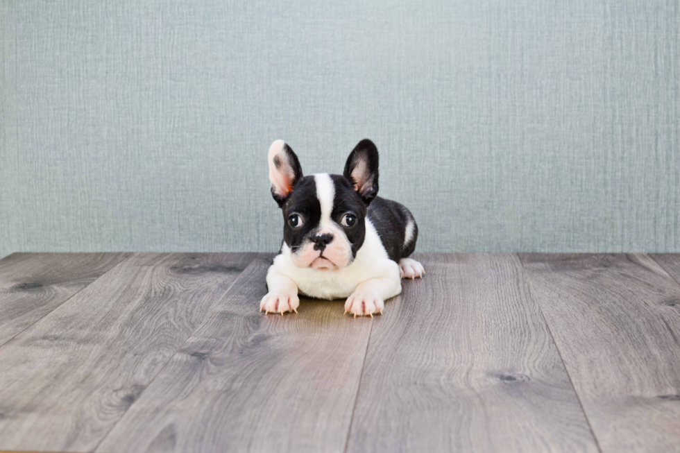 Small French Bulldog Purebred Pup