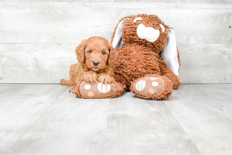 Mini Goldendoodle Pup Being Cute