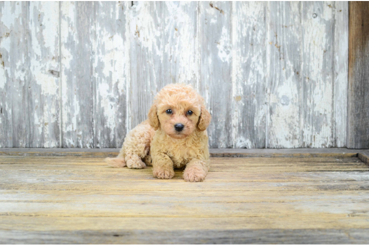 Popular Cavapoo Poodle Mix Pup