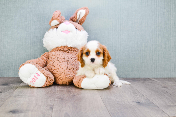 Funny Cavalier King Charles Spaniel Purebred Pup