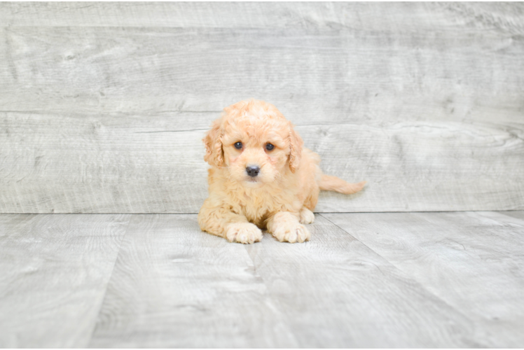 Adorable Golden Retriever Poodle Mix Puppy