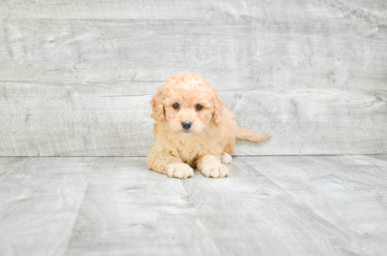 Adorable Golden Retriever Poodle Mix Puppy