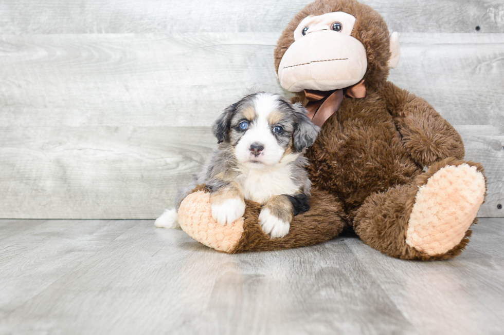 Best Mini Bernedoodle Baby