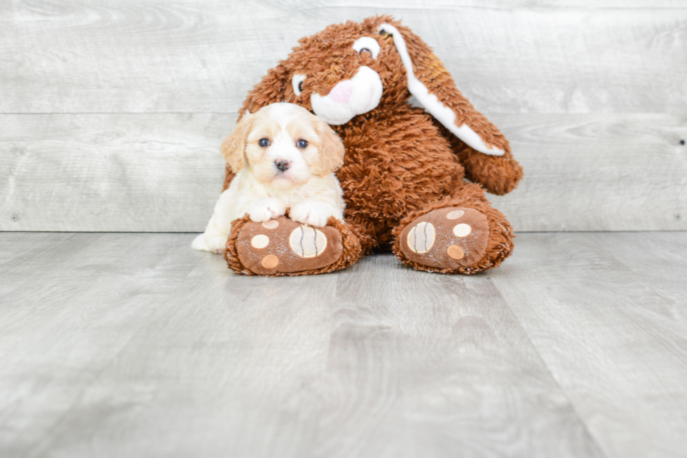 Fluffy Cavachon Designer Pup