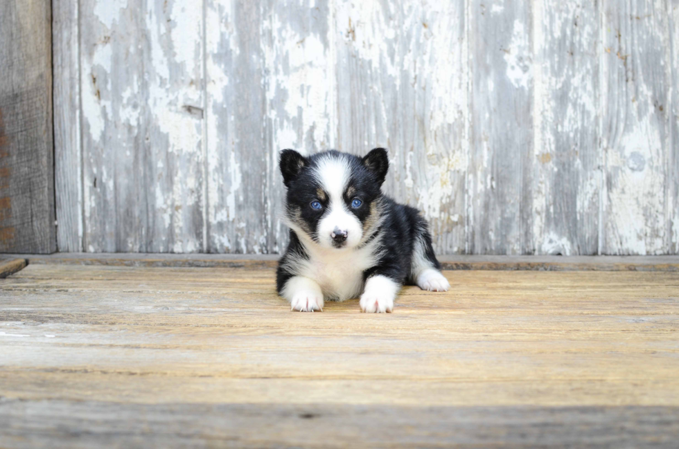 Pomsky Pup Being Cute