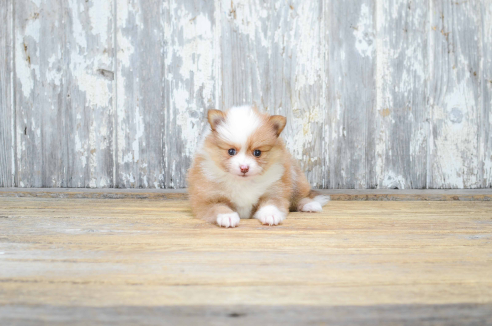 Best Pomeranian Baby