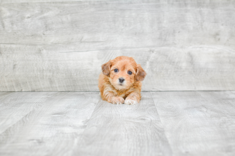 Adorable Yorkie Designer Puppy