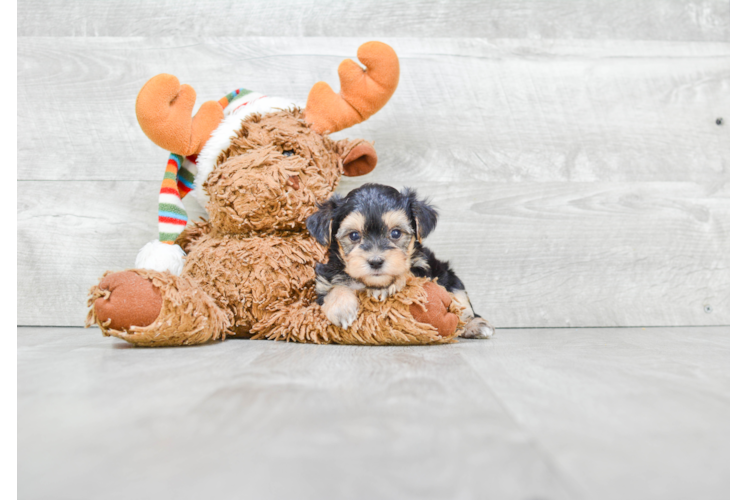 Morkie Puppy for Adoption