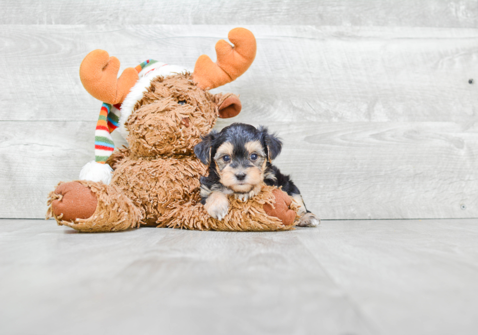 Morkie Puppy for Adoption