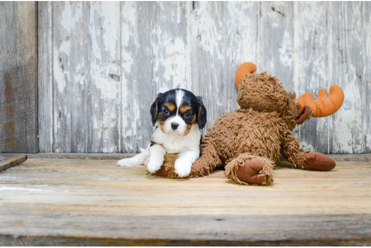 Best Cavalier King Charles Spaniel Baby