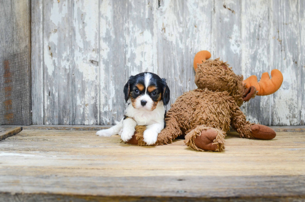 Best Cavalier King Charles Spaniel Baby