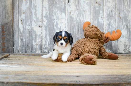 Best Cavalier King Charles Spaniel Baby