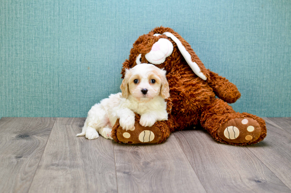 Cavachon Pup Being Cute