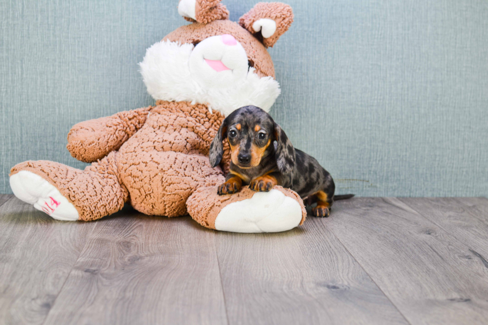 Cute Dachshund Purebred Pup