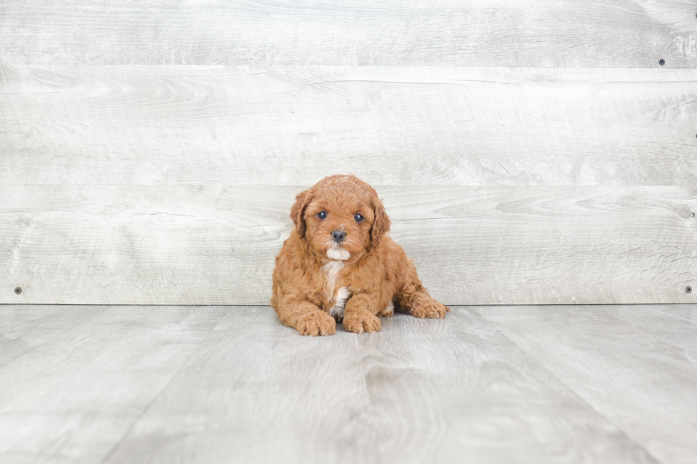 Funny Cavapoo Poodle Mix Pup