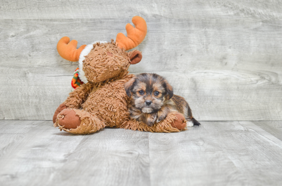 Shorkie Pup Being Cute