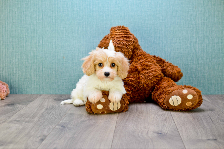 Cavachon Pup Being Cute