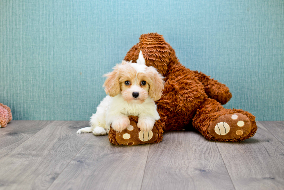 Cavachon Pup Being Cute