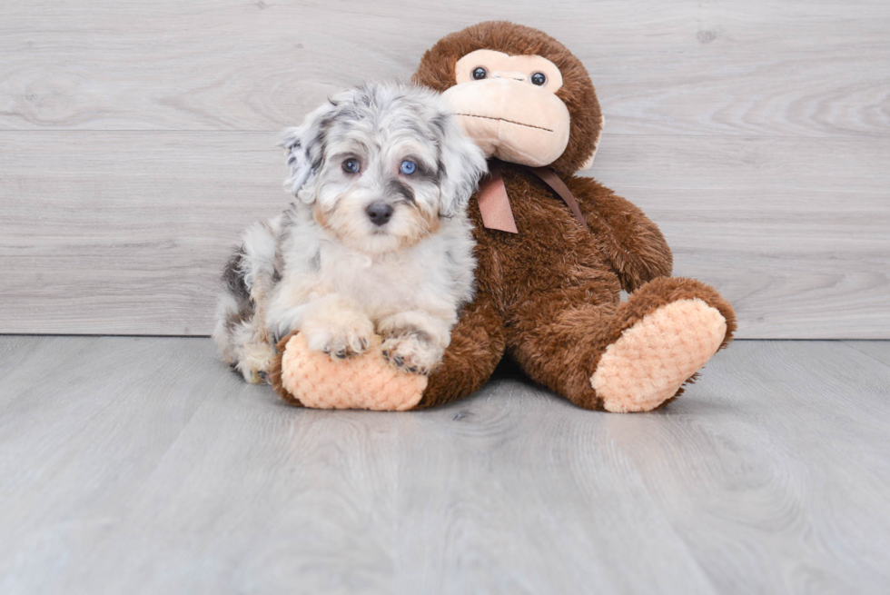 Energetic Aussiepoo Poodle Mix Puppy